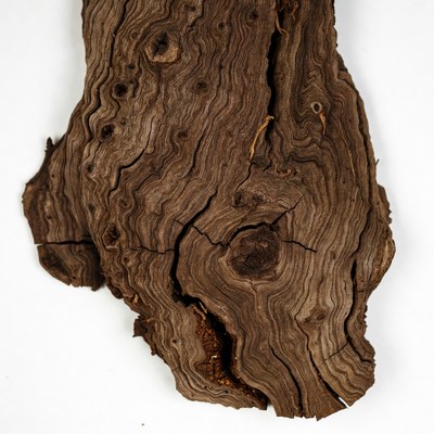 Tree bark texture close-up