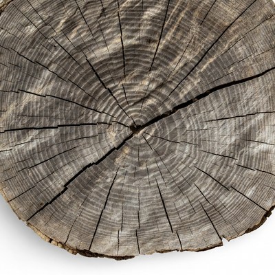 Tree stump cross section