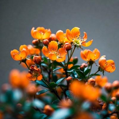 Orange flowers cluster on gray background