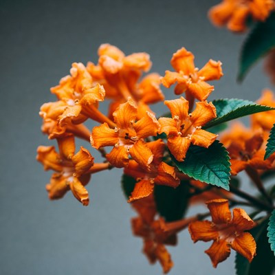Vibrant Orange Lantana Flower Cluster