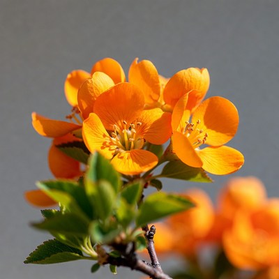 Orange Kerria Flowers on Branch