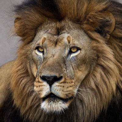 Close-up lion face with yellow eyes