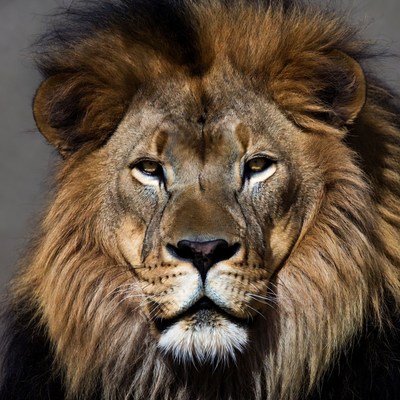 Lion with majestic mane