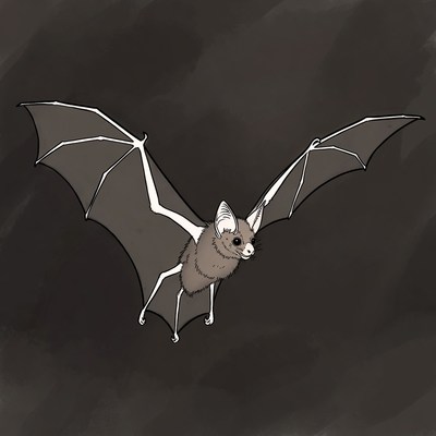 Flying bat illustration
