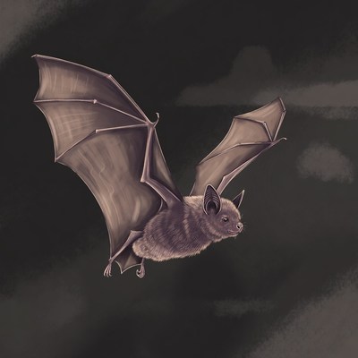 Flying bat illustration