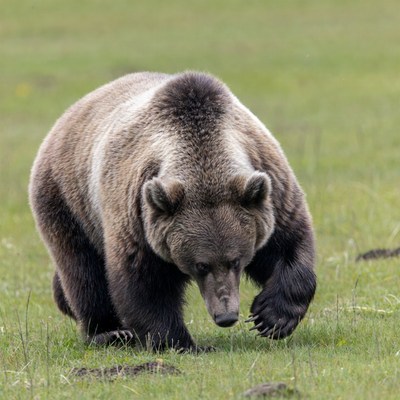 Grizzly Bear Walking in Grass