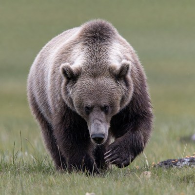 Grizzly Bear Walking in Grass