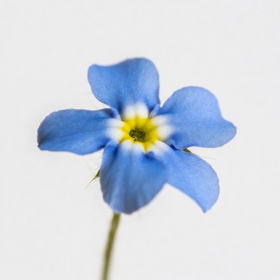 Blue Forget-Me-Not Flower