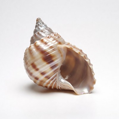 Open seashell on white background
