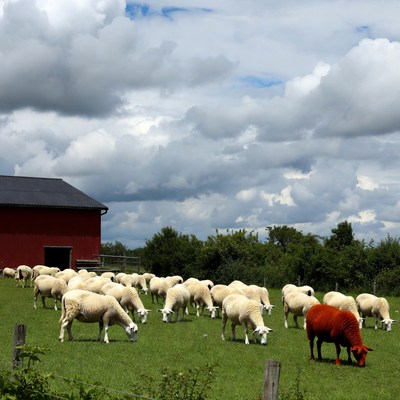 Red sheep among white flock grazing