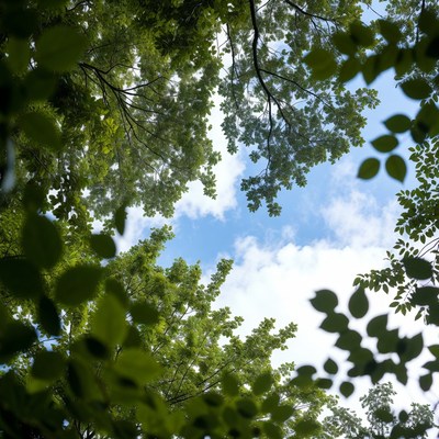 Green tree canopy with blue sky