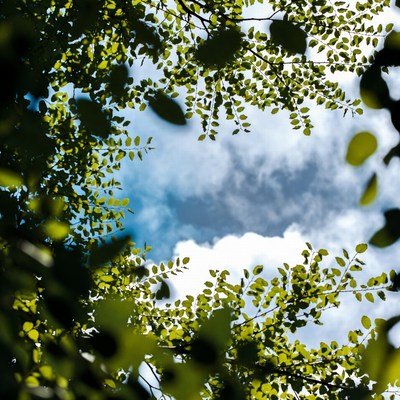 Green tree leaves framing blue sky