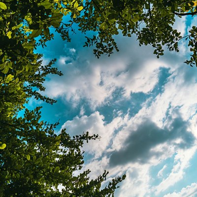 Green leaves framing blue cloudy sky