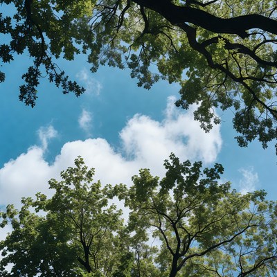 Green tree canopy over blue sky