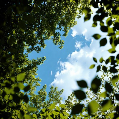 Trees Framing Blue Sky