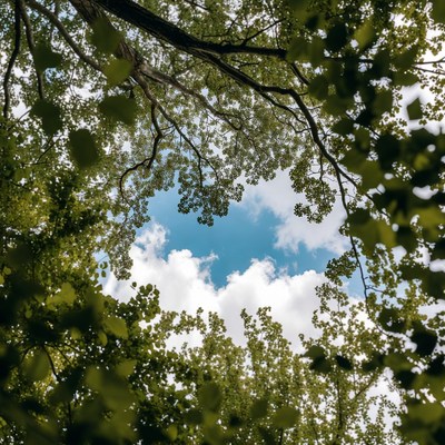 Tree Canopy Framing Blue Sky