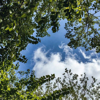 Green tree canopy over blue sky