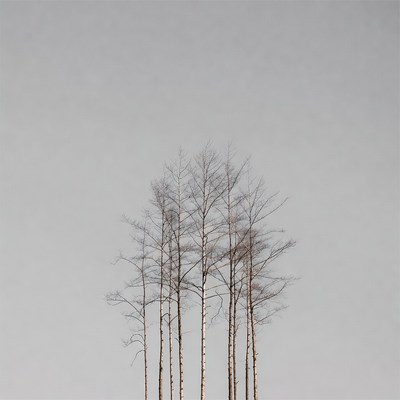 Bare birch trees on gray background