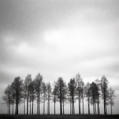 Row of Bare Trees Silhouette