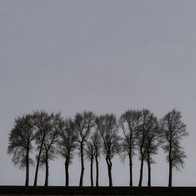 Row of Bare Trees Silhouette