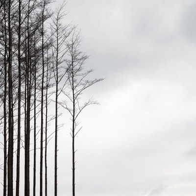 Silhouettes of Bare Trees Against Cloudy Sky