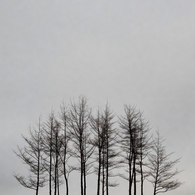 Silhouettes of leafless trees on gray sky