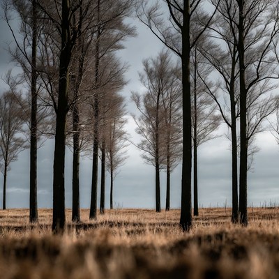 Row of Bare Trees in Autumn Field