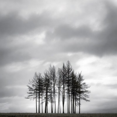 Silhouetted trees under cloudy sky