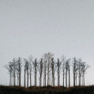 Row of Bare Trees Silhouette
