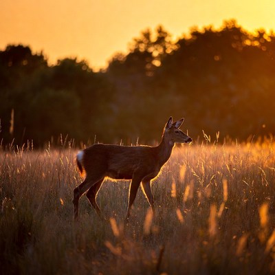 Young deer in golden sunset field