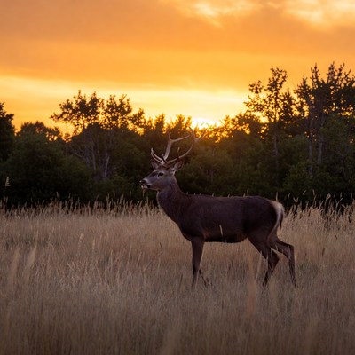 Buck standing in tall grass at sunset