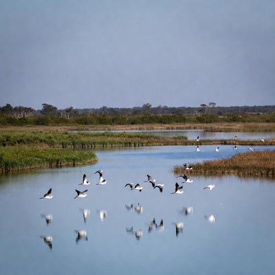 Flock of white birds flying over marsh