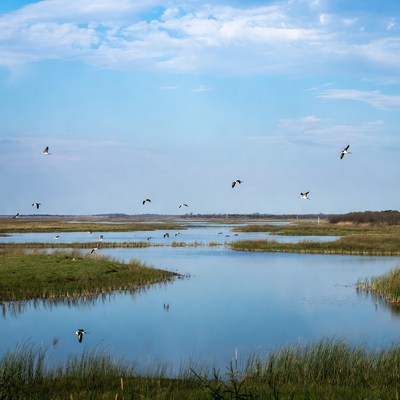 Flock of birds flying over wetlands