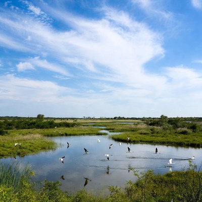 White birds flying over marsh
