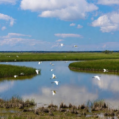 Flock of egrets flying over marsh