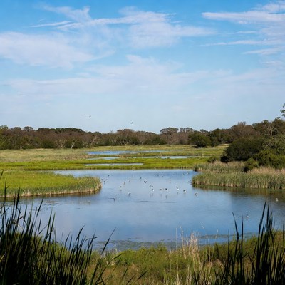 Birds in wetland marsh landscape