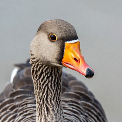 Greylag Goose Close-Up Portrait
