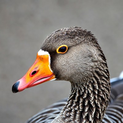 Close-up of Egyptian goose head