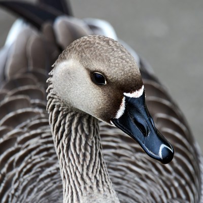 White-fronted Goose close-up