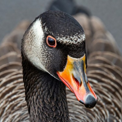 Close-up of Canada goose head