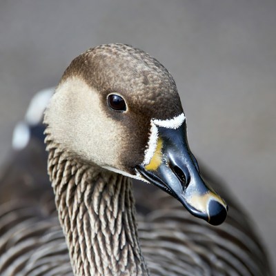 Close-up of white-fronted goose head