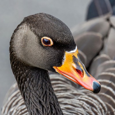 Closeup of Canada goose head