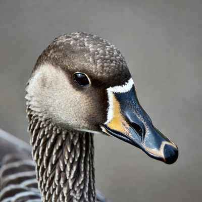 Close-up of white-fronted goose head