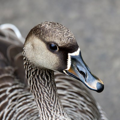 Closeup of white-fronted goose