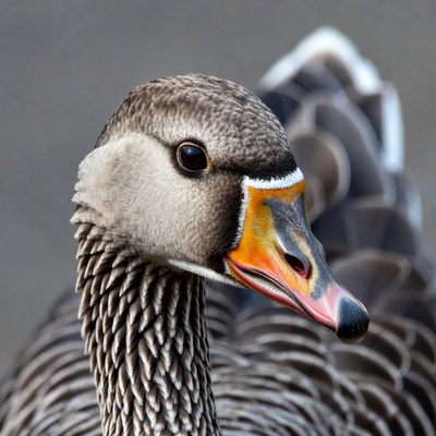 Close-up of gray goose head