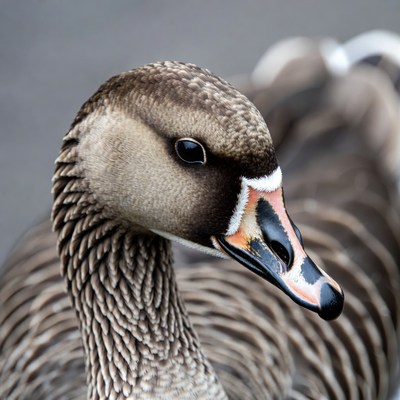 Close-up of white-fronted goose