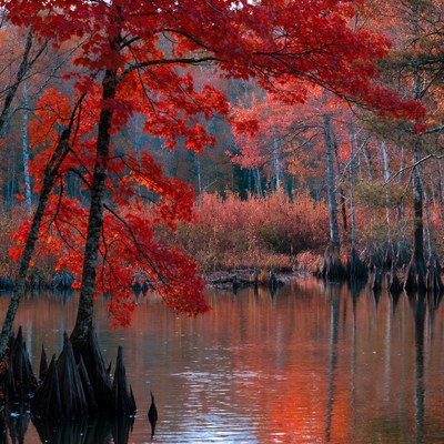 Red Autumn Trees by Swamp Lake