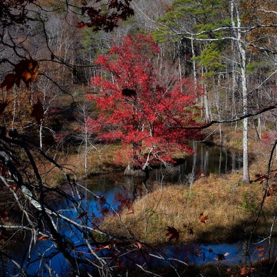 Red Tree by Autumn Forest Stream
