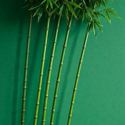 Bamboo stalks on green background