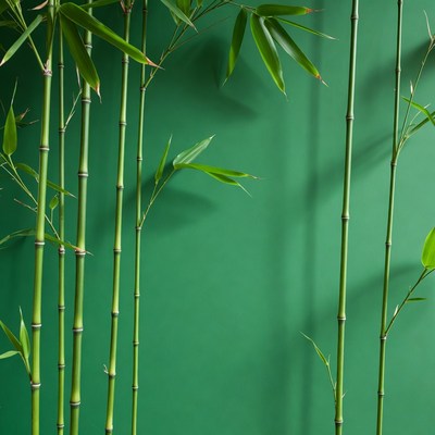 Tall Bamboo Stalks on Green Background